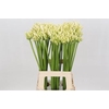 Agapanthus  'Gletsjer'