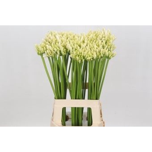 Agapanthus  'Gletsjer'