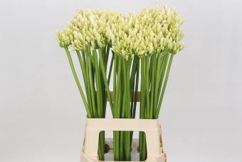 Agapanthus  'Gletsjer'