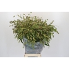 Chasmanthium Green