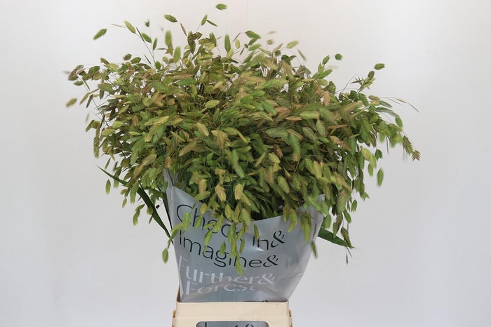 <h4>Chasmanthium Green</h4>