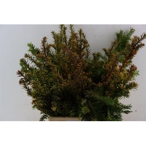 Taxus Baccata Orange Glow Bio