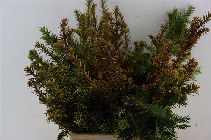 <h4>Taxus Baccata Orange Glow Bio</h4>