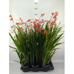 Crocosmia  'George Davison'