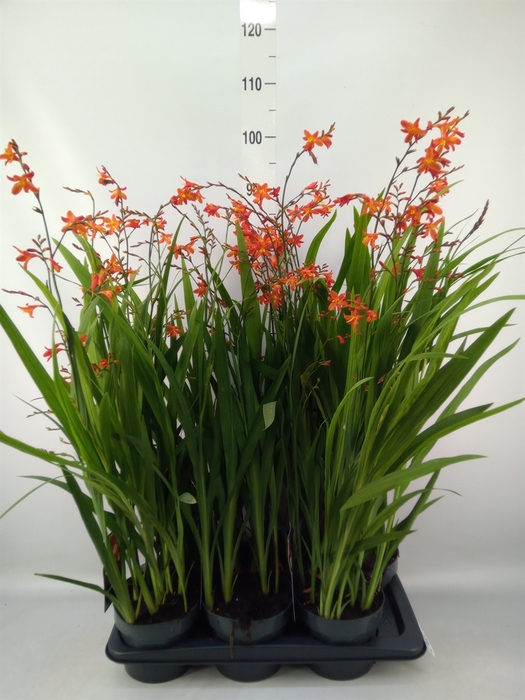 <h4>Crocosmia  'George Davison'</h4>