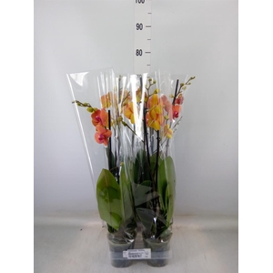 Phalaenopsis  'Surfsong'