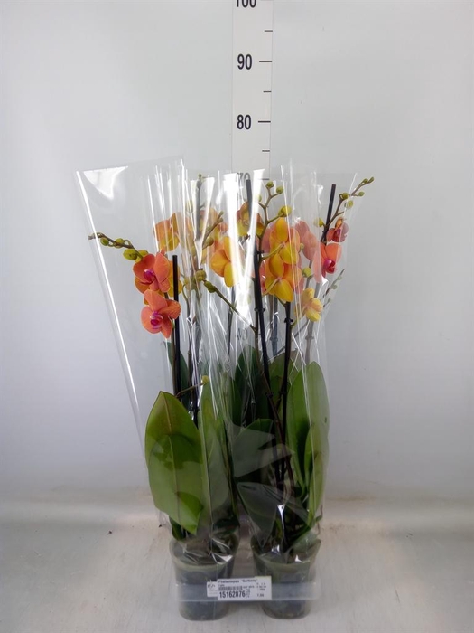 <h4>Phalaenopsis  'Surfsong'</h4>