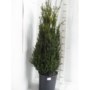 TAXUS BACCATA