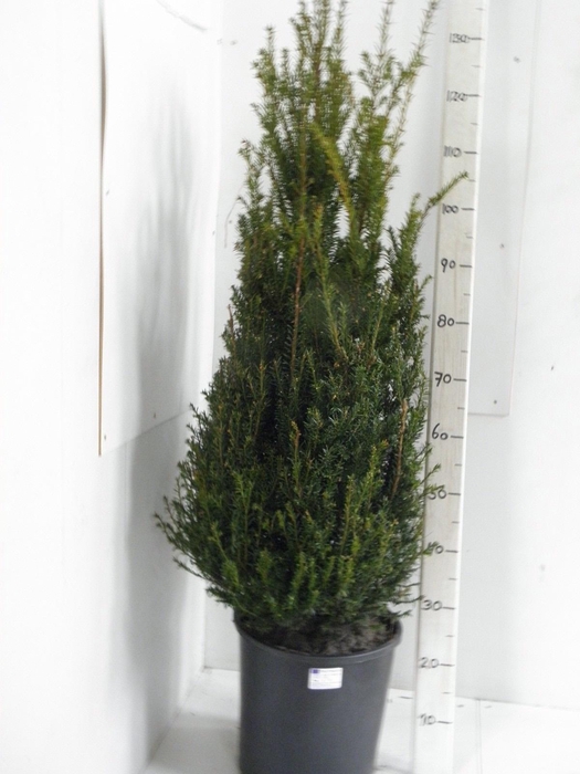 <h4>TAXUS BACCATA</h4>