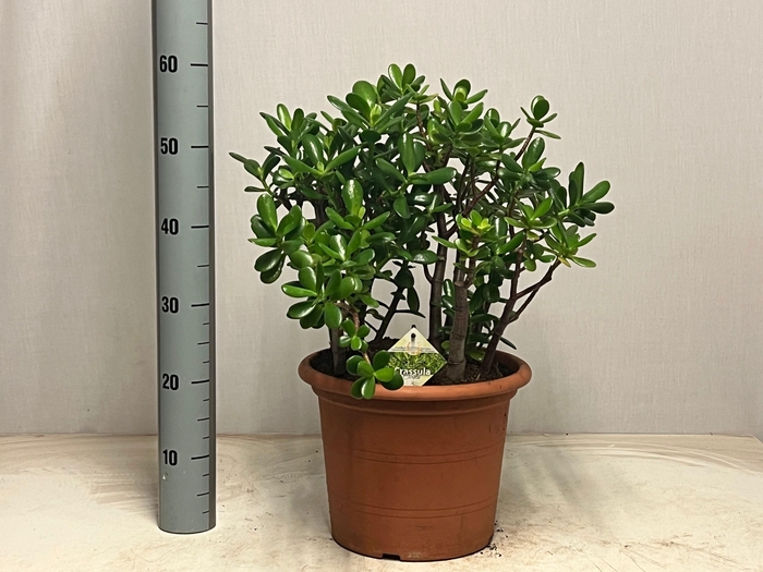 <h4>CRASS OVATA</h4>