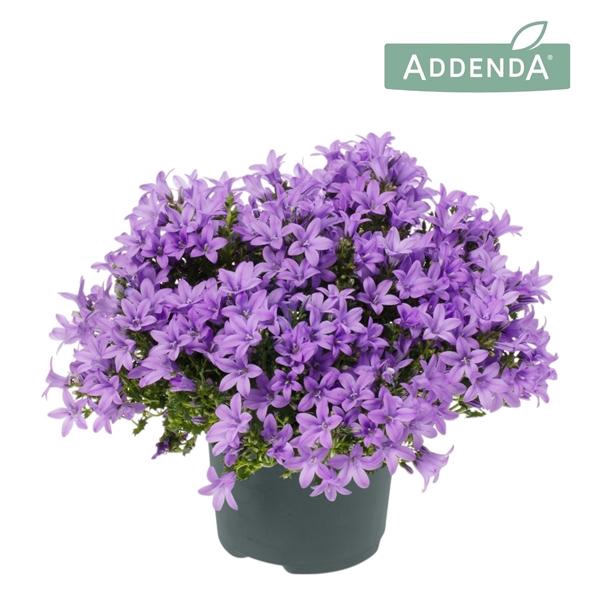 <h4>Campanula portenschlagiana 'Ambella Blue'</h4>