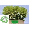 Hydrangea Pan Kyushu