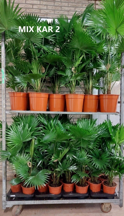 <h4>Livistona mixkar 2</h4>