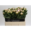 Paeonia Florence Nicholls