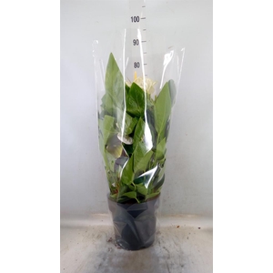 Anthurium andr. 'Alaska'