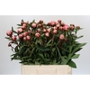 Paeonia Sarah Bernhardt Ongeplozen