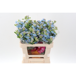 Oxy Co Tan Pure Blu
