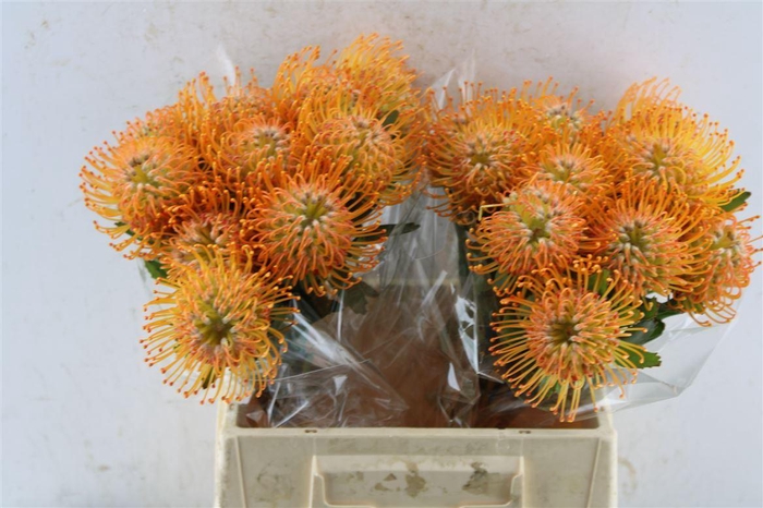 <h4>Leuco Co Soleil</h4>