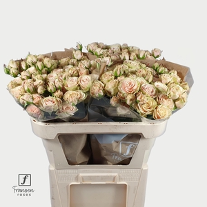 R TR Whitney 70cm