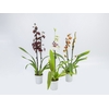 ORQUIDEA HAWAIIAN VARIADO P09 MIN 1