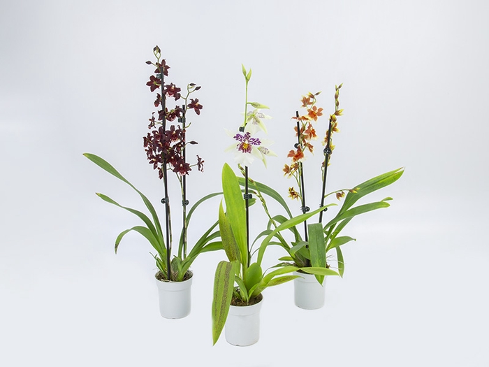 <h4>ORQUIDEA HAWAIIAN VARIADO P09 MIN 1</h4>