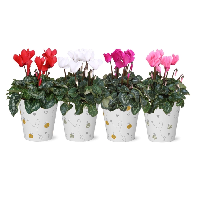 <h4>Collectie "Nature Love" - Cyclaam in SmartCup Bees</h4>