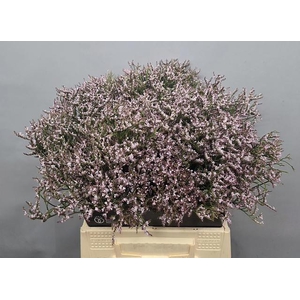 Lim Tall Pink Emille
