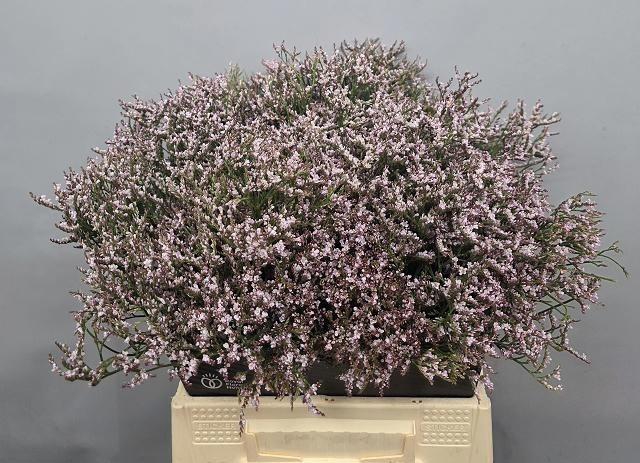 <h4>Lim Tall Pink Emille</h4>