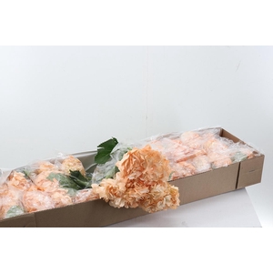 Hydr Ballerina Box