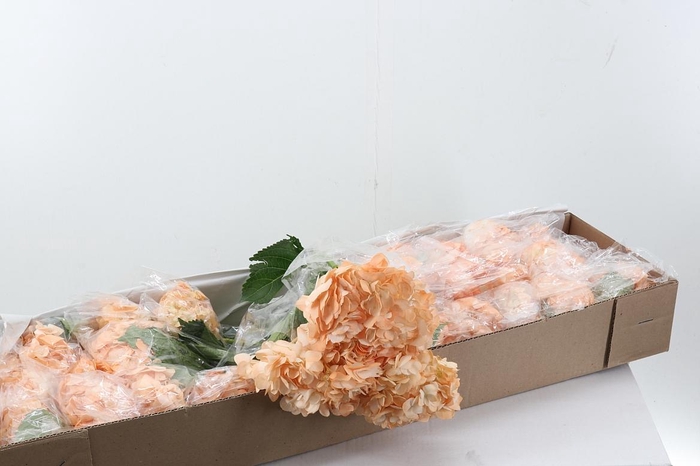 <h4>Hydr Ballerina Box</h4>