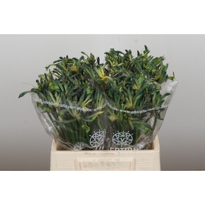 Anigozanthos Celebrations Firework