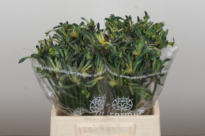 Anigozanthos Celebrations Firework