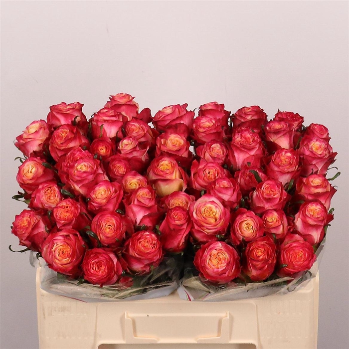 <h4>R Gr Mai Tai</h4>