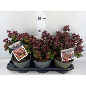 Leucothoe axillaris 'Curly Red'