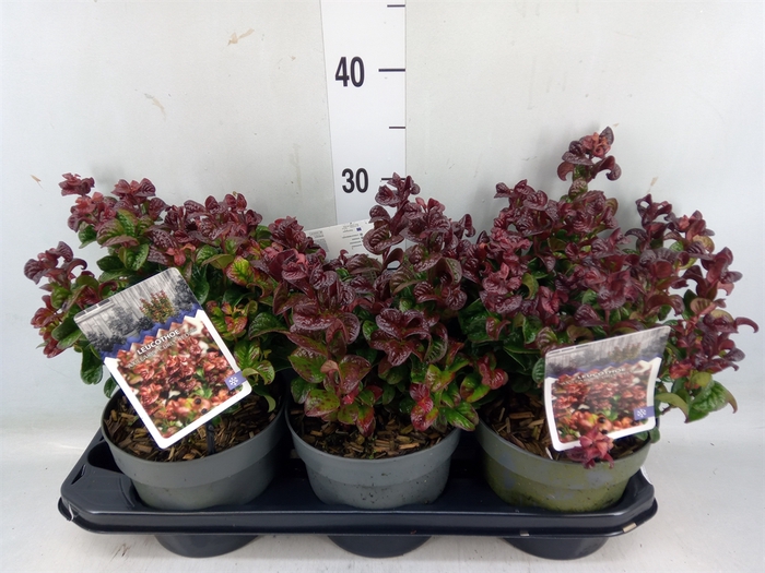 <h4>Leucothoe axillaris 'Curly Red'</h4>