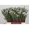 Kaaps Groen Silver Brunia