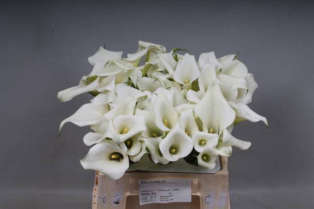 <h4>ZANT WHITE ART</h4>