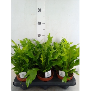 Asplenium nidus 'Campio'