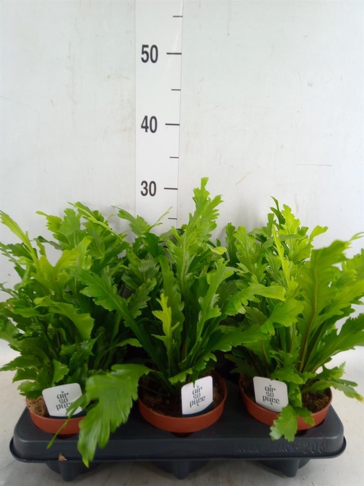 <h4>Asplenium nidus 'Campio'</h4>