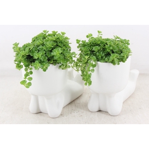 arr3 SN - Ker. pop liggend L