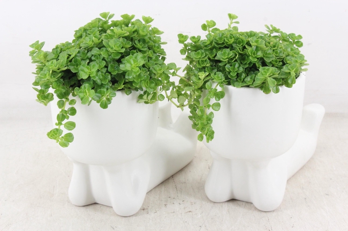 <h4>arr3 SN - Ker. pop liggend L</h4>