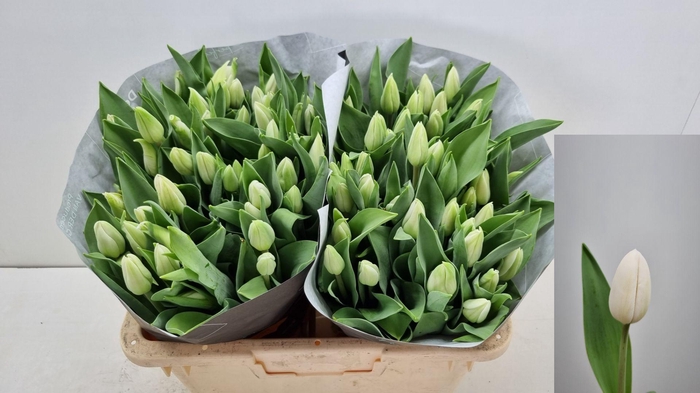 <h4>TU EN FREEWHEELER</h4>