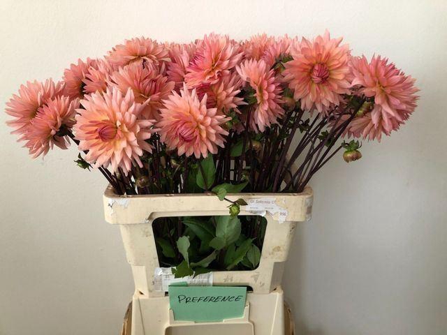 <h4>DAHLIA OVERIG DAHL OV</h4>
