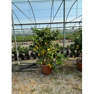 Citrus hystrix