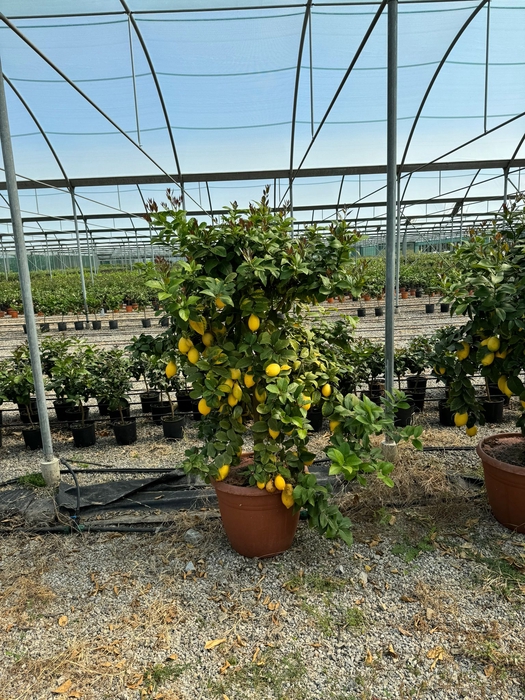 <h4>Citrus hystrix</h4>