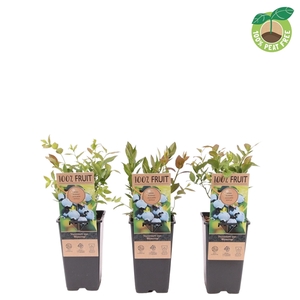 Vaccinium cor. 'Bluecrop', P15