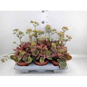 Kalanchoe NF   ...