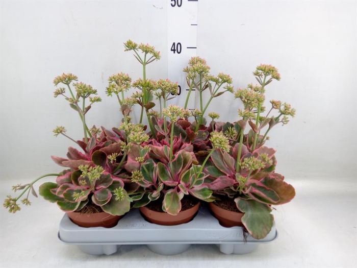 Kalanchoe NF   ...