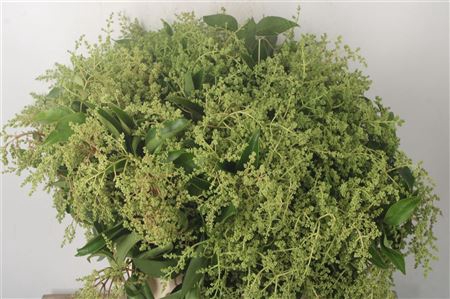 <h4>Ligusterberry Per Bunch</h4>