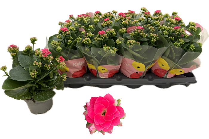 <h4>KAL GE RF ELYSE</h4>